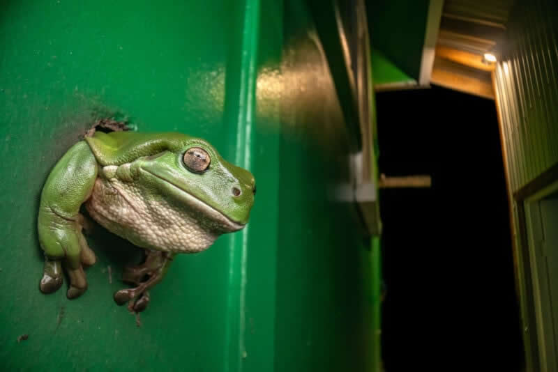Frog in the Wall by Willi Roman - 2025 Close-Up Photographer of the Year Shortlists