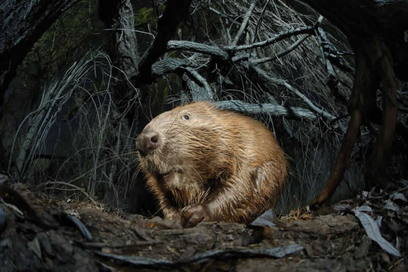In the Forest of Mordor by Vincze Balint - 2025 Close-Up Photographer of the Year Shortlists