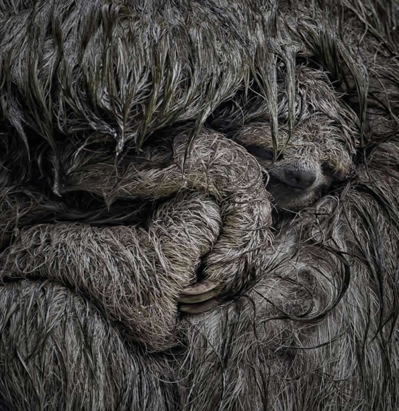 In Mothers Arms by Dvir Barkay - 2025 Close-Up Photographer of the Year Shortlists