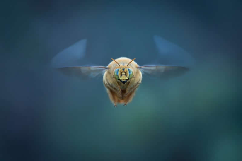 Bee in Flight by Uwe Zimmerman - 2025 Close-Up Photographer of the Year Shortlists