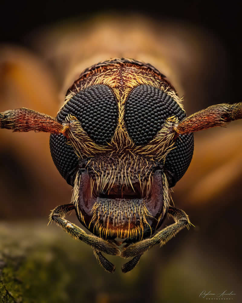 Long Hormed Beetle by Raghuram Annadana - 2025 Close-Up Photographer of the Year Shortlists