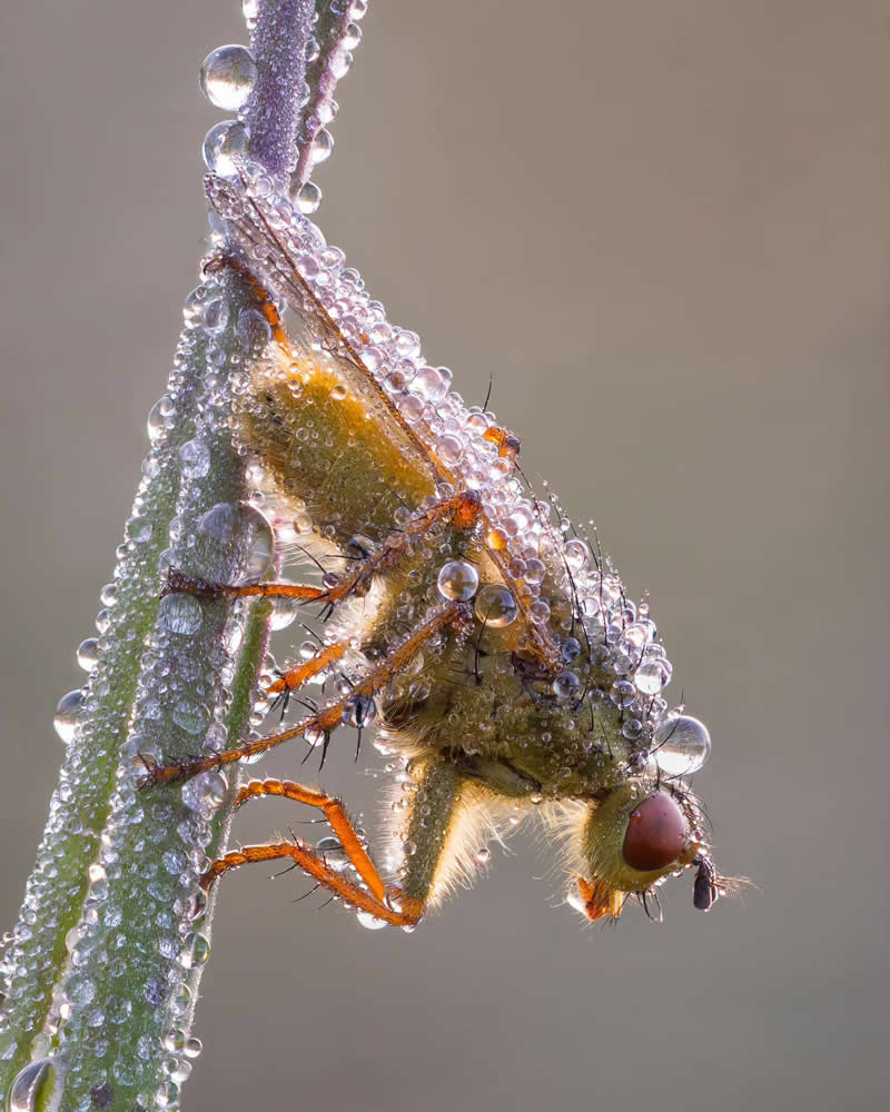 Dew Covered Scathophaga by Jay Birmingham - 2025 Close-Up Photographer of the Year Shortlists