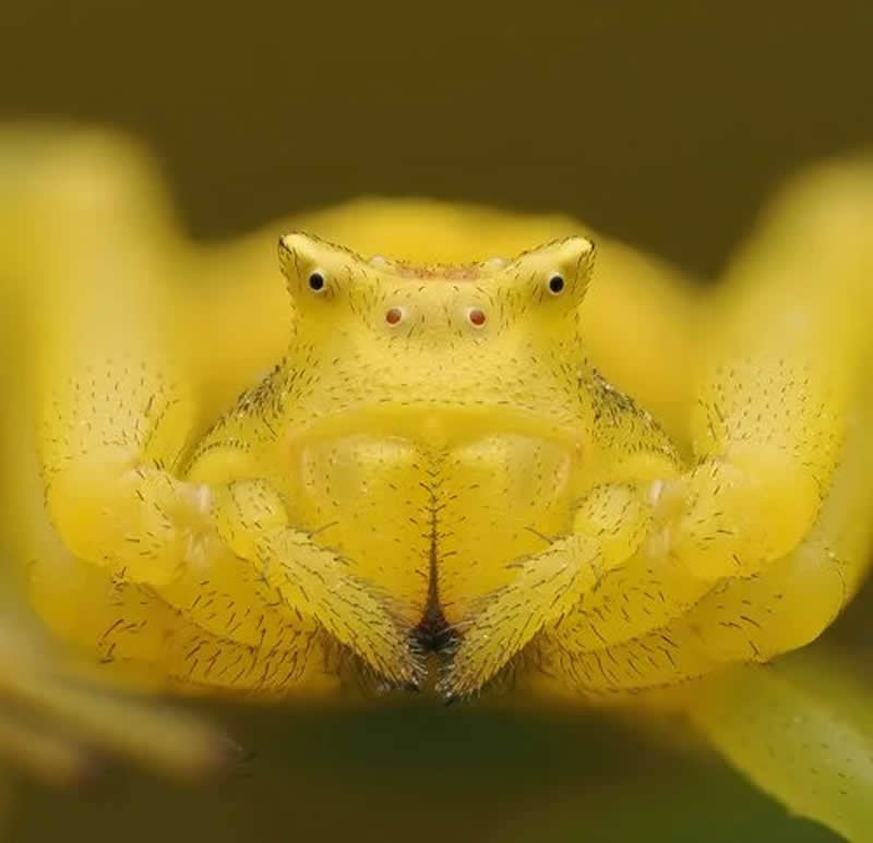 Arna Cangrejo Amarilla by Andes Carmona - 2025 Close-Up Photographer of the Year Shortlists