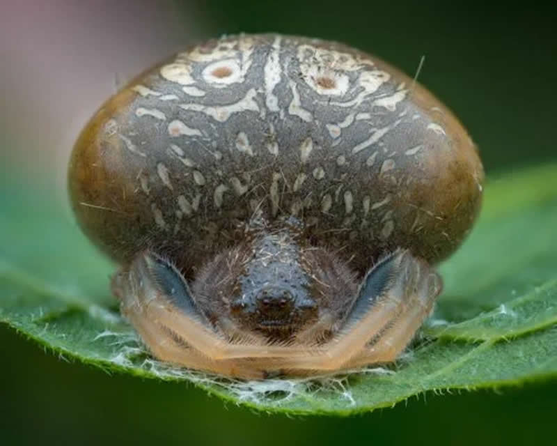 Leafcutter Bee by Andrei Chetronie - 2025 Close-Up Photographer of the Year Shortlists
