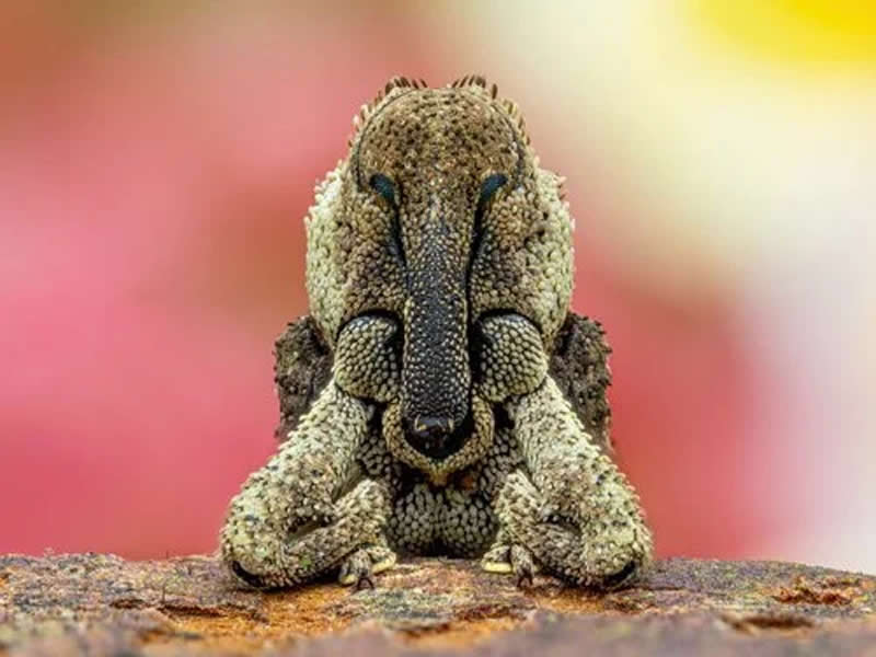 Weevil by Manfred Auer - 2025 Close-Up Photographer of the Year Shortlists