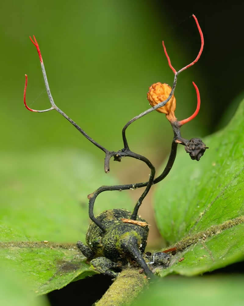 Weevil’s End by Rafael Steinlesberger - 2025 Close-Up Photographer of the Year Shortlists