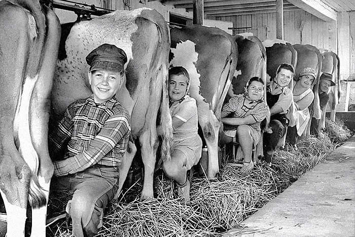 A family of six milking the cows. Photo by Alfred Eisenstaedt. - Rare Vintage Photos