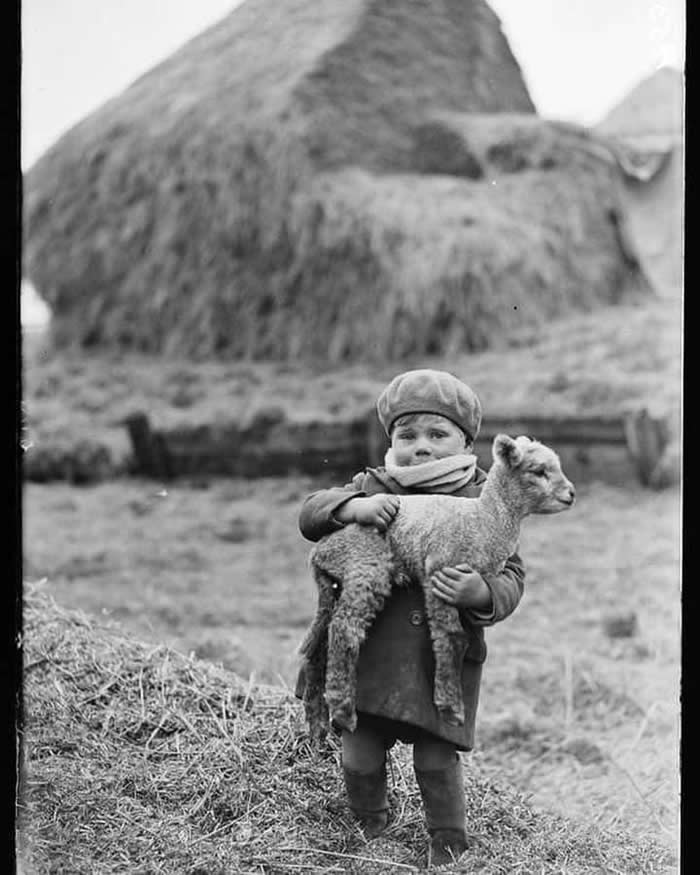 A photograph of a little boy carrying a newborn lamb, in Scotland, 1932 - Rare Vintage Photos
