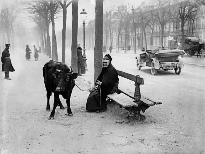 An Old Woman Who Fled The War Zone With Her Cow, Sits On A Bench In Amiens, France, 28th March 1918 - Rare Vintage Photos