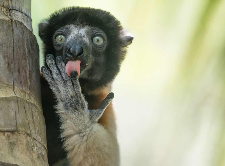 2025 Comedy Wildlife Photography Awards Winners