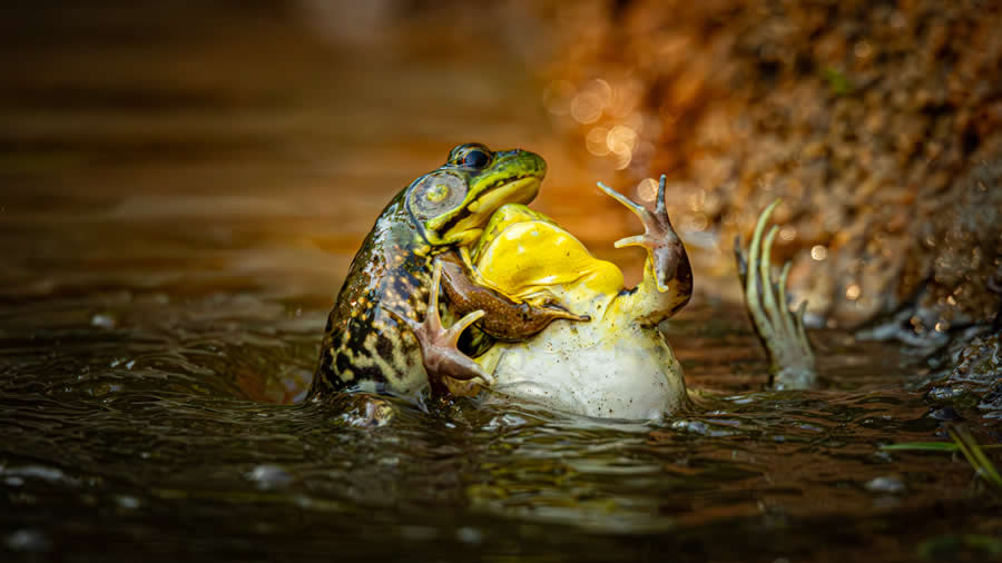 2025 Comedy Wildlife Photography Awards Winners