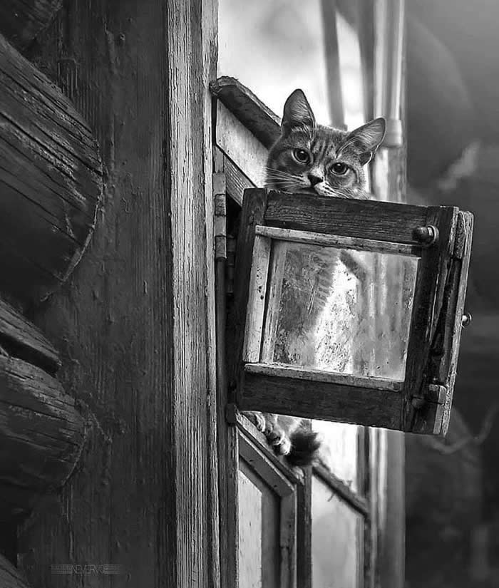 Black-and-White Everyday Moments Life Is Pure Poetry