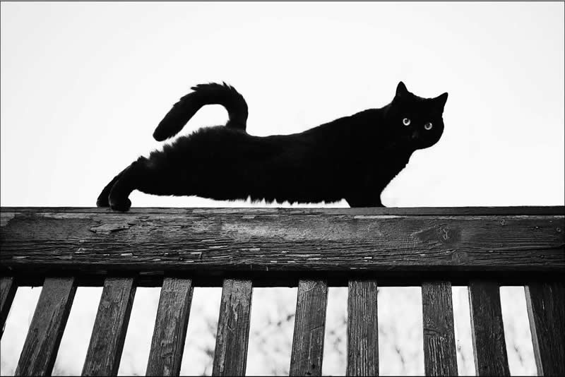 Black-and-White Everyday Moments Life Is Pure Poetry