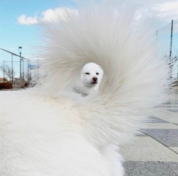 Picture of a dog taken through a different dog’s tail - Confusing Perspective Photos