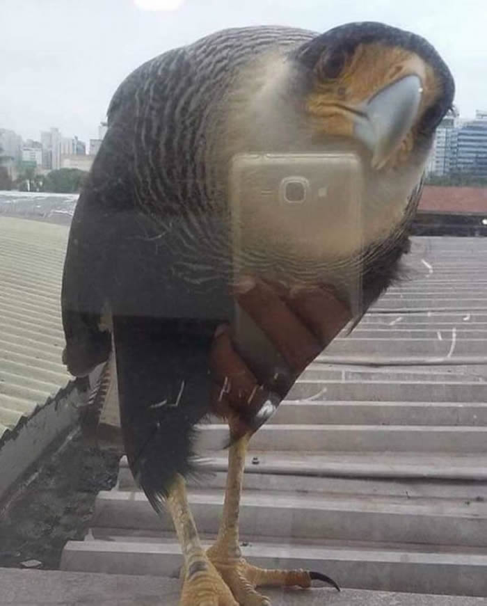 This falcon taking a picture of us - Confusing Perspective Photos
