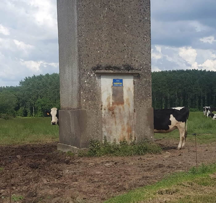 The cows are long in France - Confusing Perspective Photos