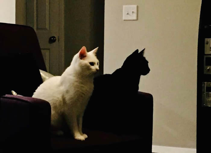 Black cat looks like the white cat’s shadow - Confusing Perspective Photos