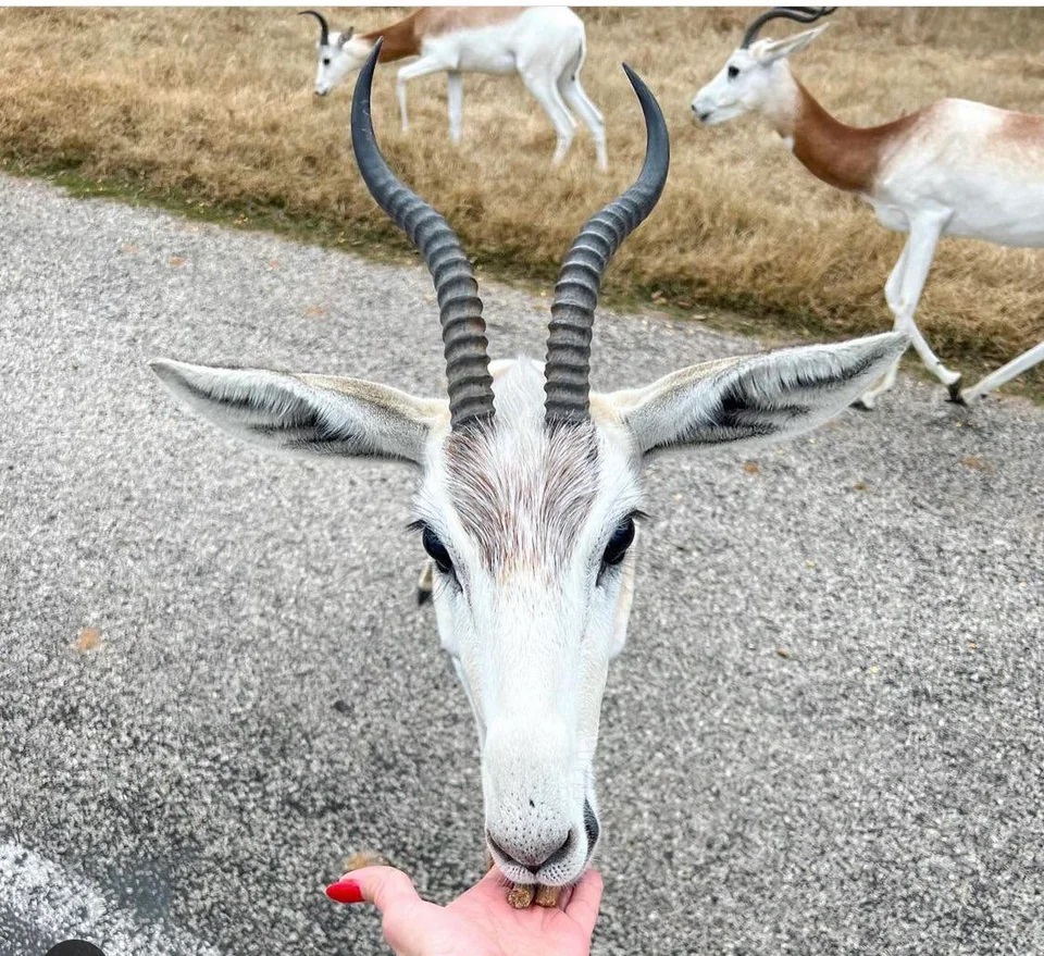 My friend feeding an antelope - Confusing Perspective Photos