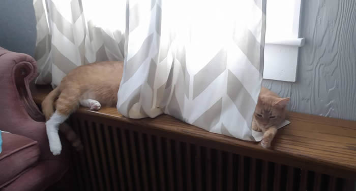 Long cat - Confusing Perspective Photos