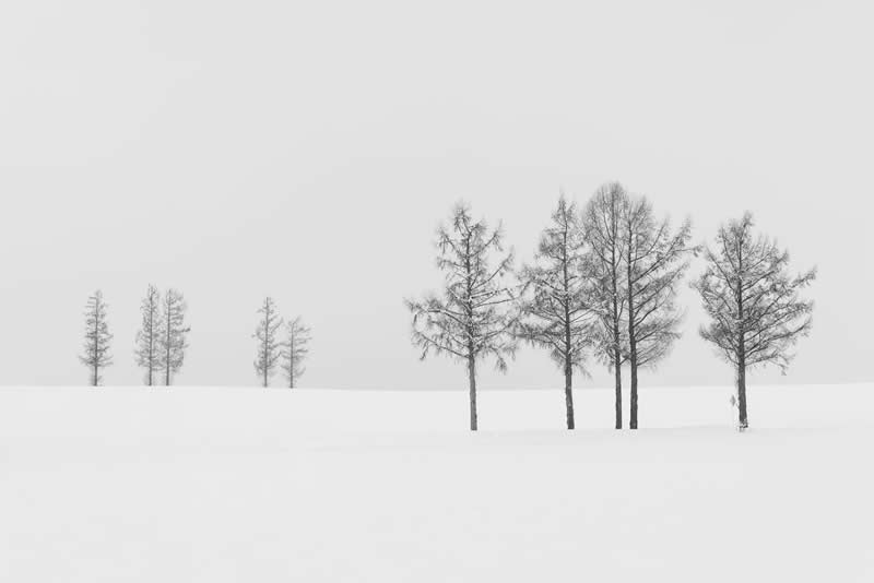 Trees as Poems by Shaun Keenan - Minimalist Photography Awards 2025 Landscape Winners