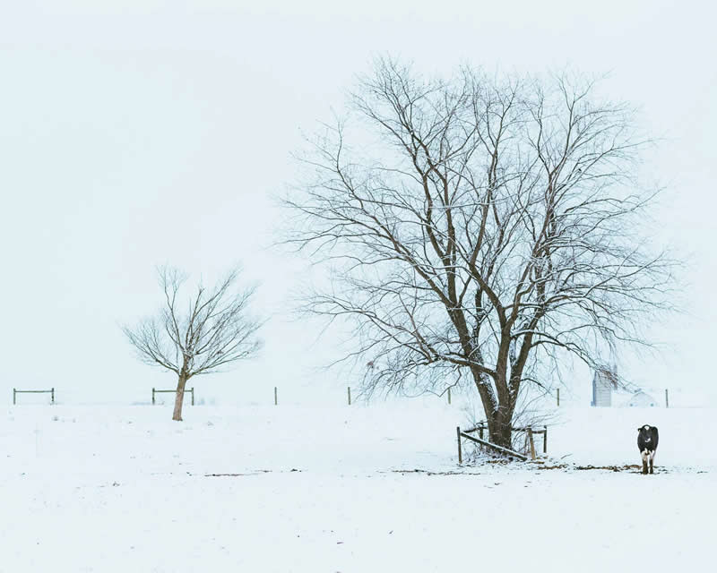 Snowy Cow by Ryan O’Connell - Minimalist Photography Awards 2025 Landscape Winners