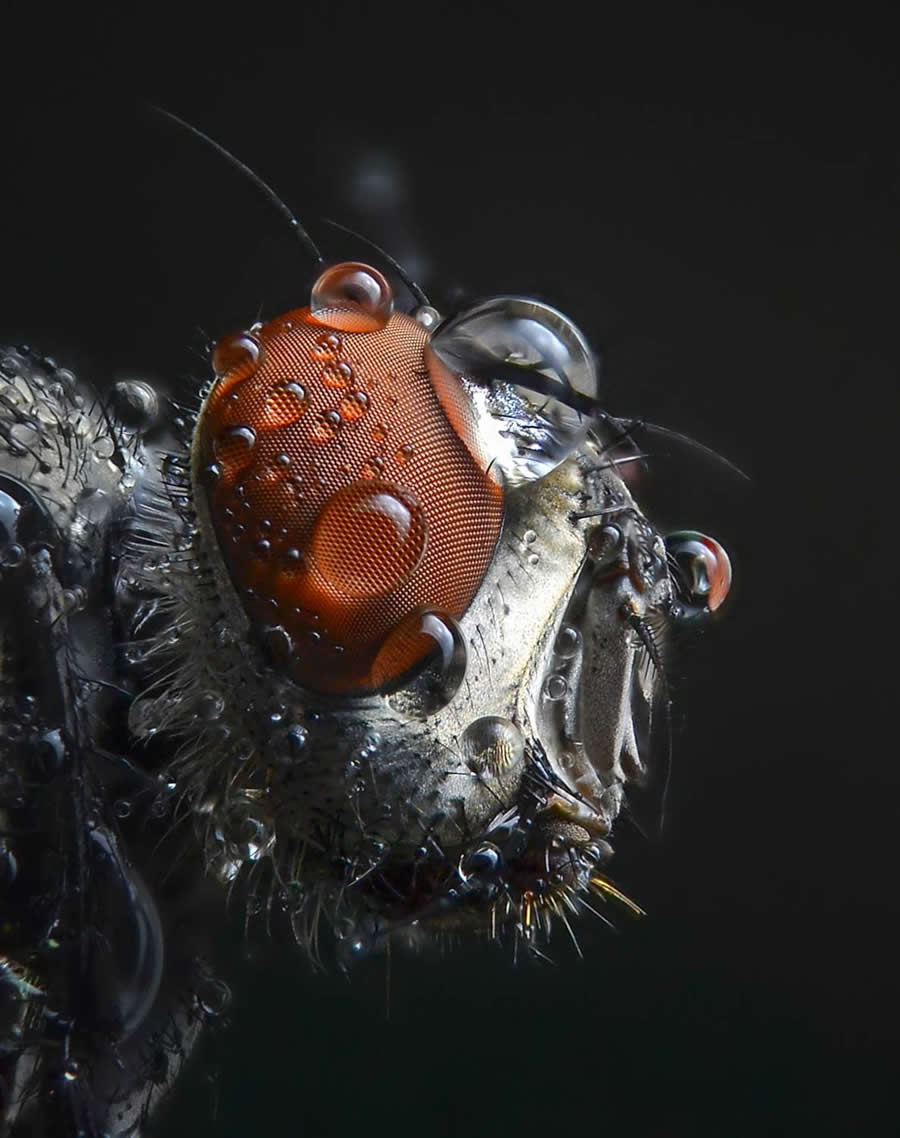 Photo by Kasun Wickramasinghe - Water Drops Of Macro Photos