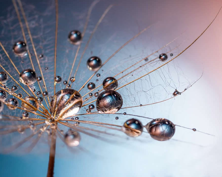 Photo by Vladimir Zubkov - Water Drops Of Macro Photos
