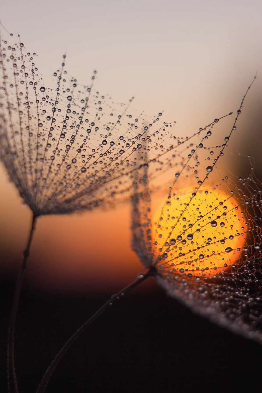 Goat's-beard fluff at sunset by Margarita Sidoruk - Water Drops Of Macro Photos