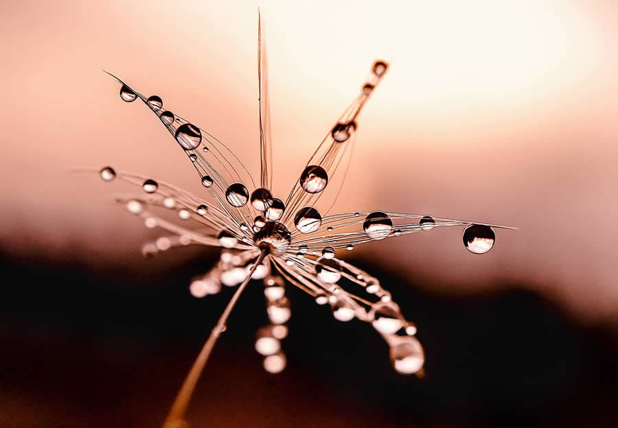 Photo by Dace Spalvina - Water Drops Of Macro Photos