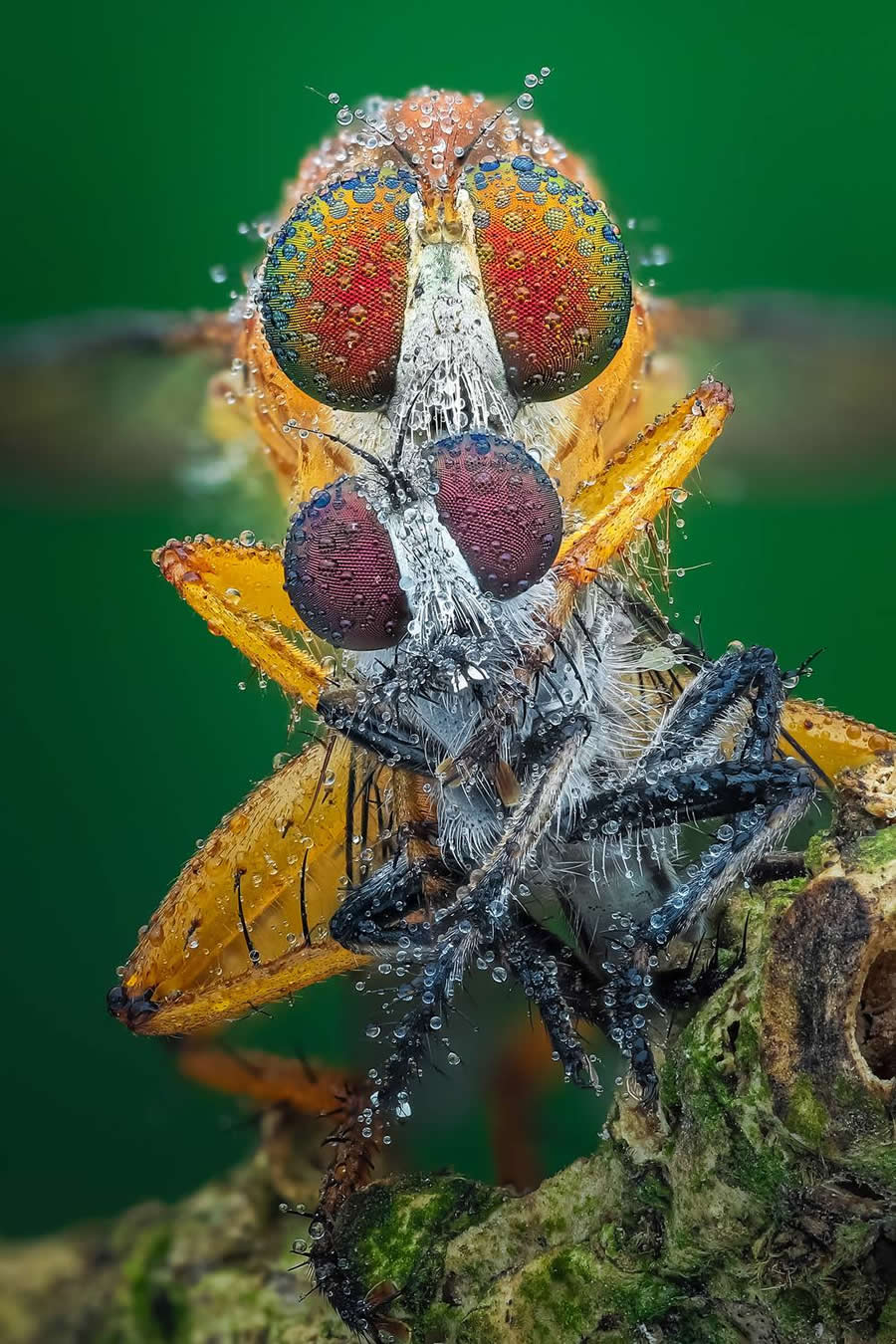 Photo by Tran The Ngoc - Water Drops Of Macro Photos