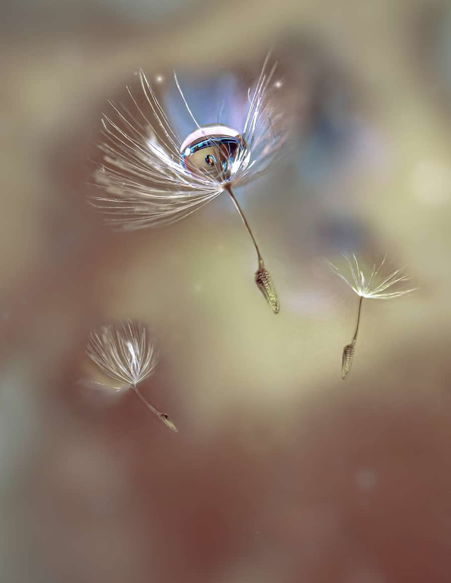 Drop and fluff by Borovskikh Svetlana - Water Drops Of Macro Photos