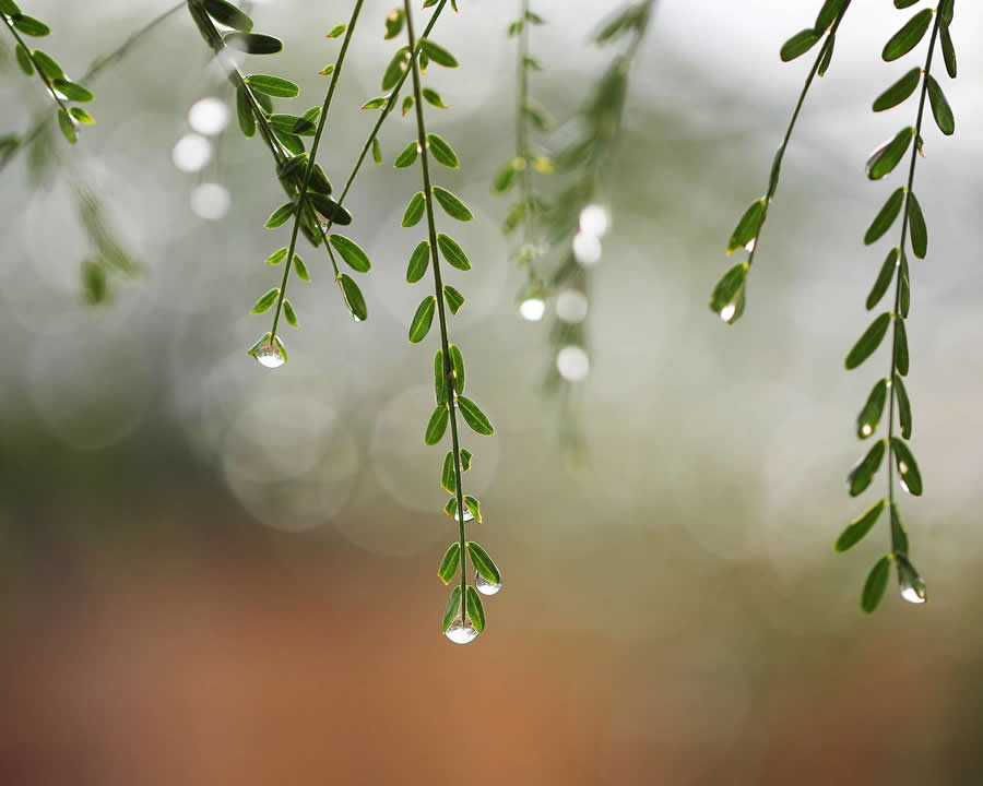 Photo by Anferow Lana - Water Drops Of Macro Photos