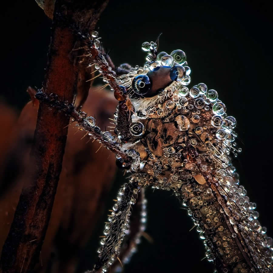 Photo by Lapshina Vladlena - Water Drops Of Macro Photos