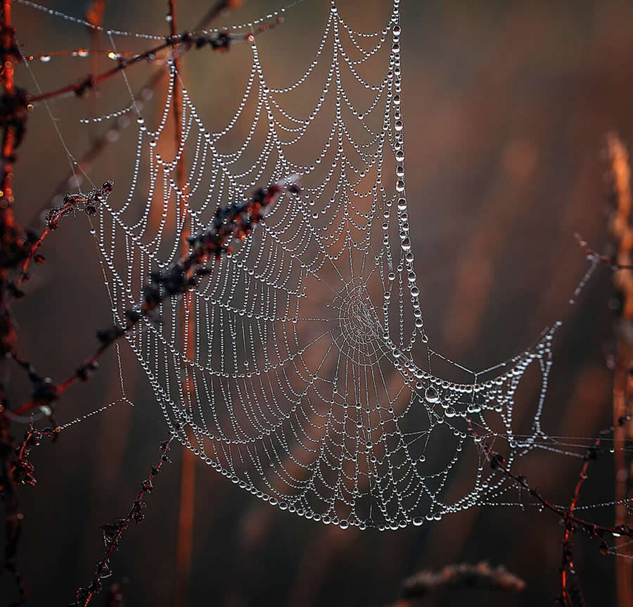 Photo by Alexander - Water Drops Of Macro Photos
