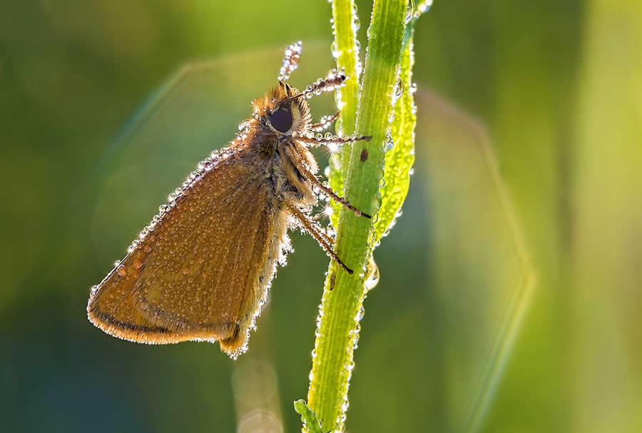 Fathead in the morning by Boris Novikov - Water Drops Of Macro Photos