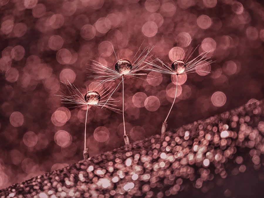 Photo by Elvira Kurochkina - Water Drops Of Macro Photos