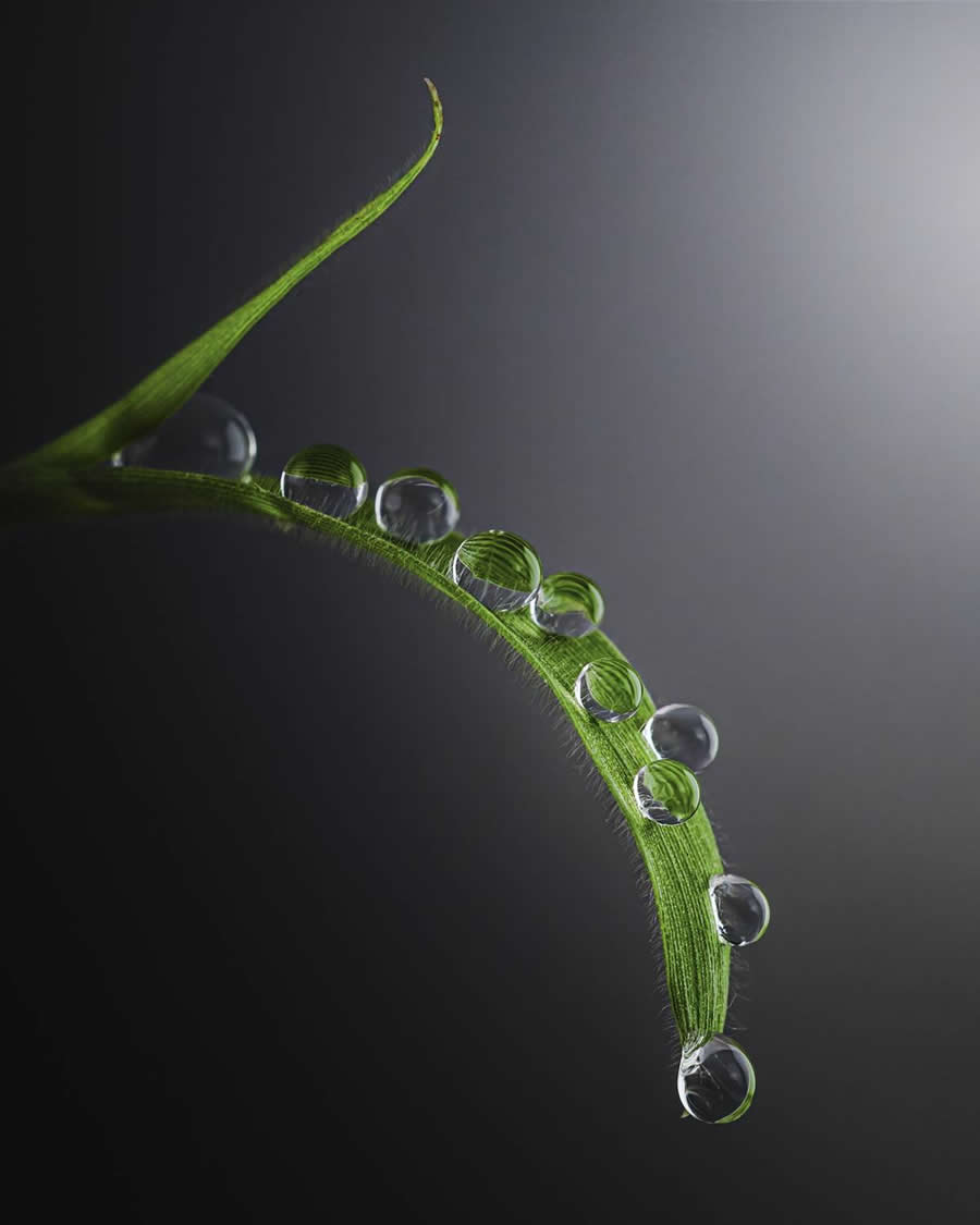 Drops on a leaf by Nadezhda Zakharova - Water Drops Of Macro Photos
