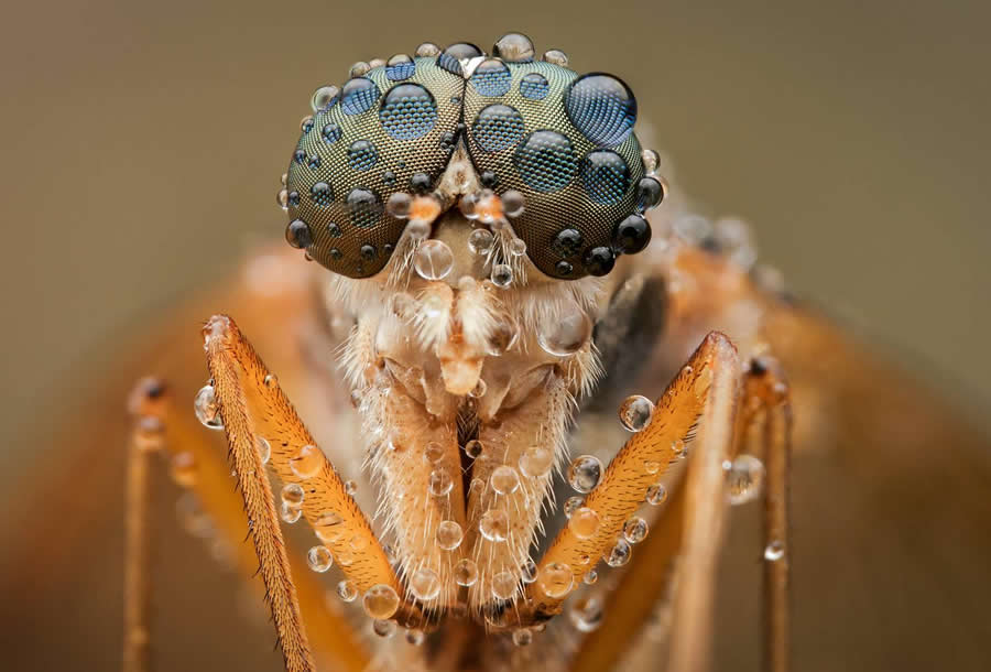 Robber fly by Richard Kubica - Water Drops Of Macro Photos