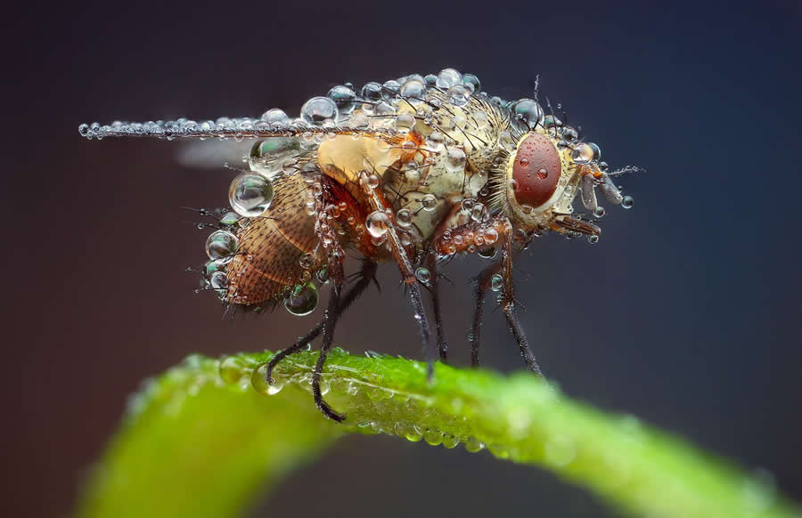 Fresh shower by Richard Kubica - Water Drops Of Macro Photos