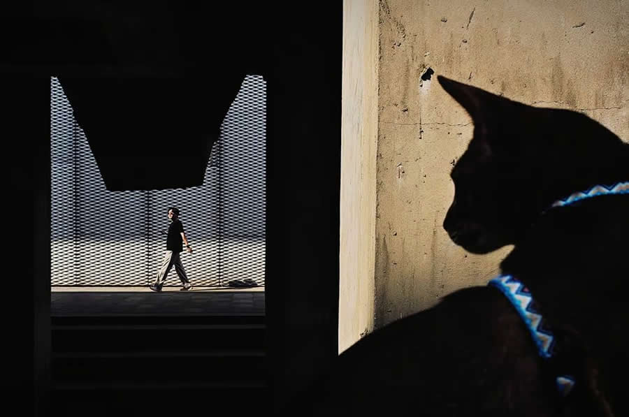 The Independent Photographer Awards: 1st Prize Winner - Gazing Cat – China by Yajun Hu