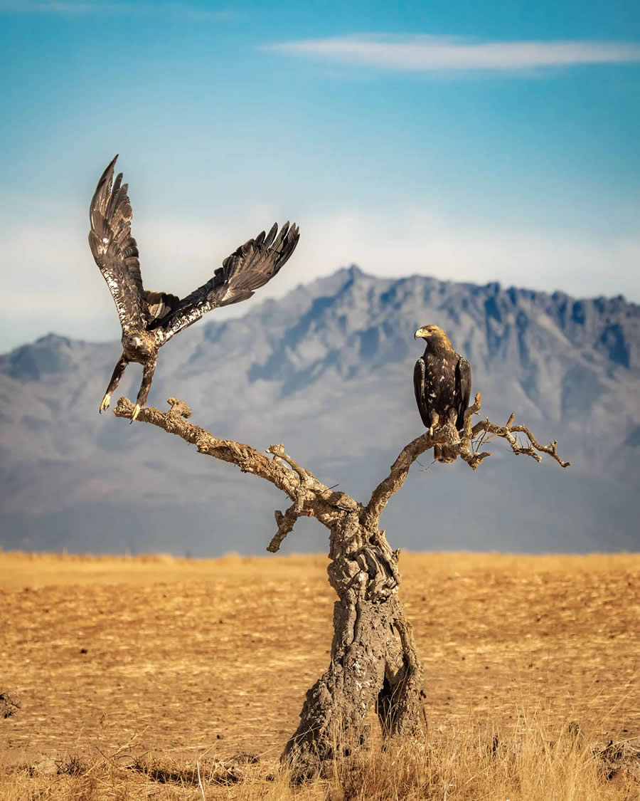 British Photography Awards: Birdlife Peoples Choice Winner: "Where eagles dare" by Hang Ross