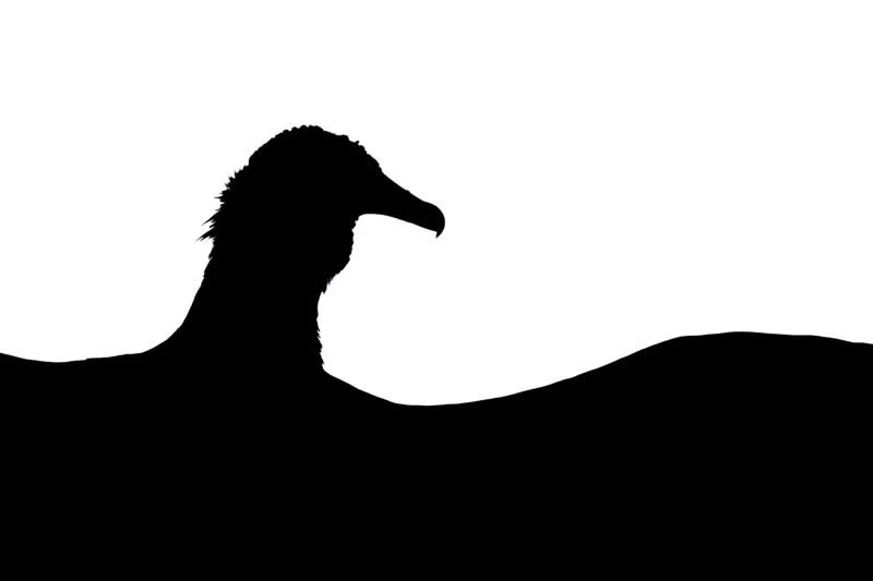 Bird Photographer of the Year Contest: Young Bird Photographer of the Year - "Vulture Silhouette" by Tomasz Michalski