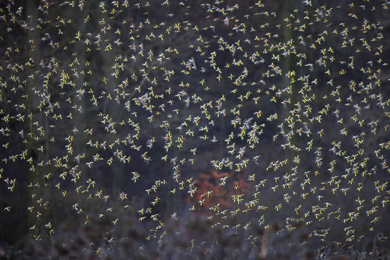 Bird Photographer of the Year Contest: Best Portfolio, Winner - "Sunflower Paradise" by Mateusz Piesiak