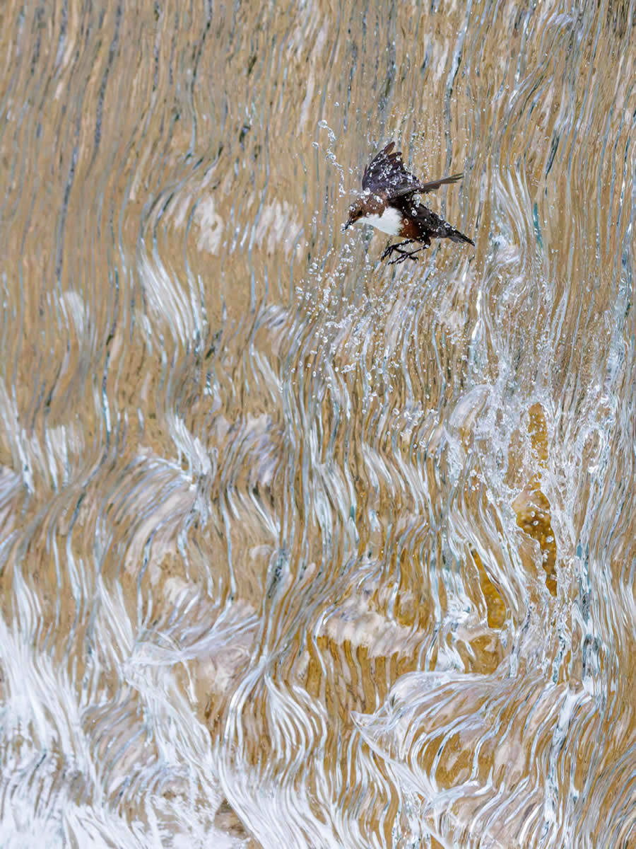 GDT Nature Photographer of the Year: Overall Winner - "Dipper flying through waterfall" by Konrad Wothe