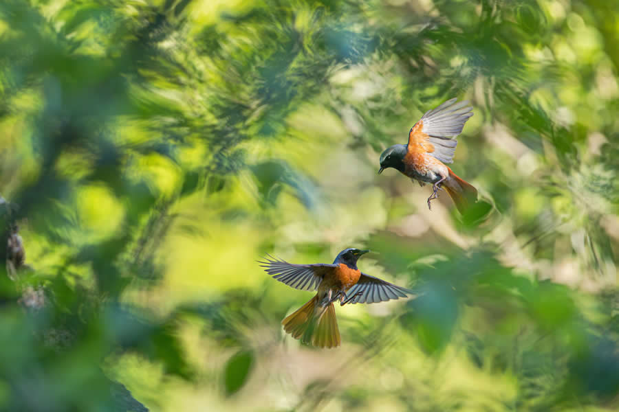GDT Nature Photographer of the Year: Honorable Mention - "Common redstarts in meadow orchard" by Christian Höfs
