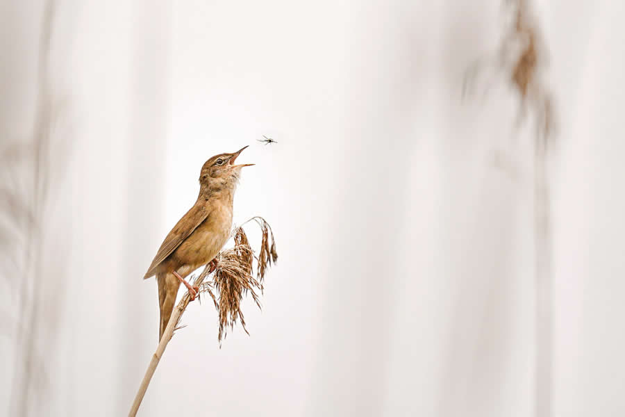GDT Nature Photographer of the Year: Honorable Mention - "Sing ‘n Snack" by Wolfram Nagel