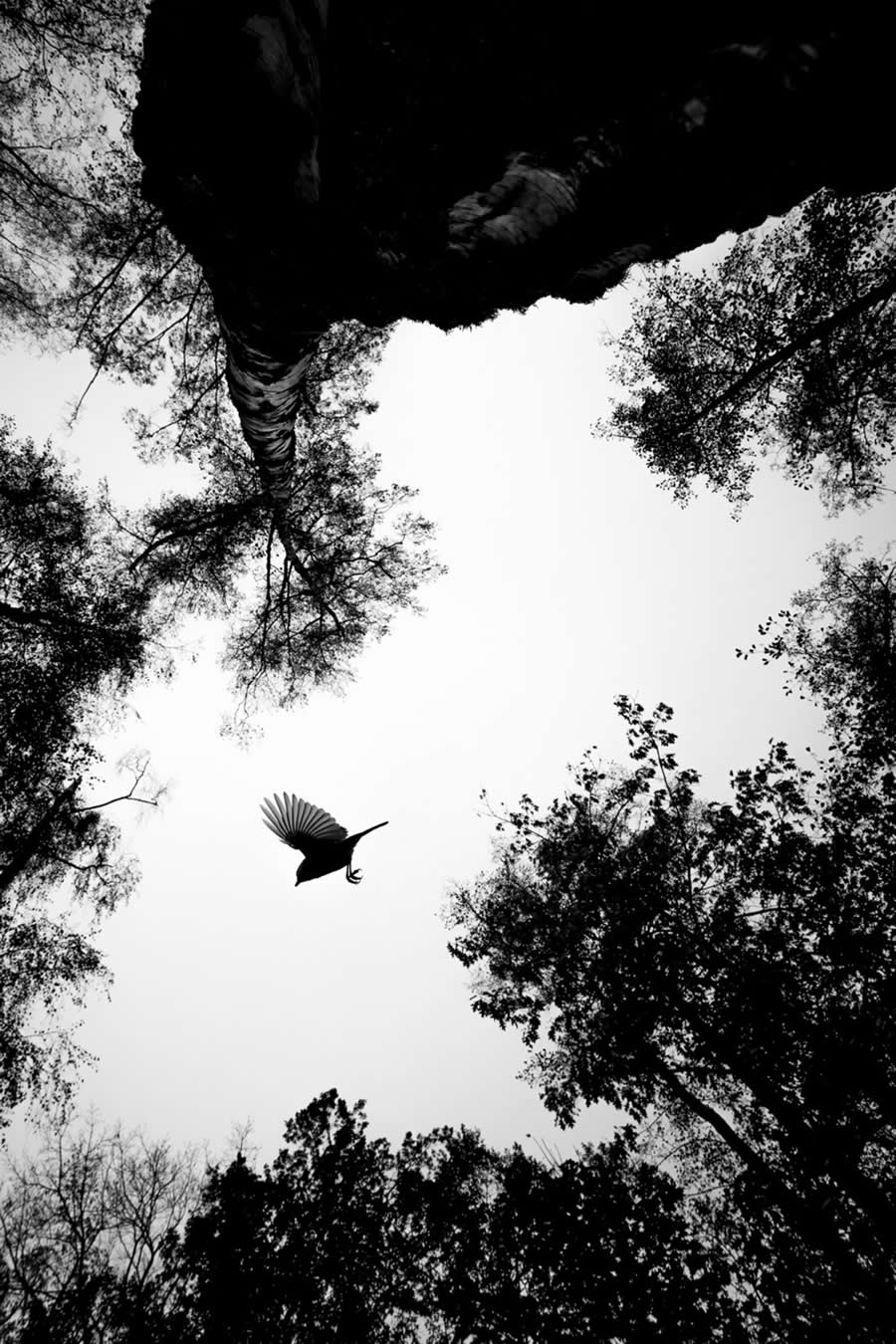 GDT Nature Photographer of the Year: Honorable Mention - "Flyby" by Matthias Hüther