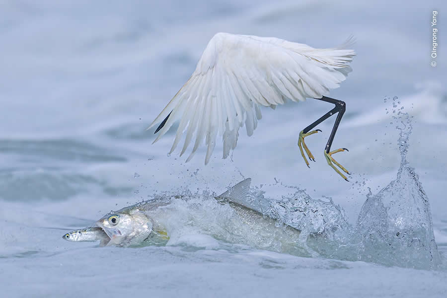 Wildlife Photographer of the Year: Winner – Behaviour, Birds: "Synchronised Fishing" by Qingrong Yang