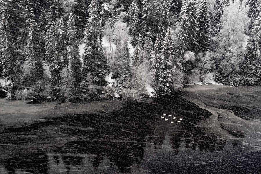 European Wildlife Photographer of the Year: Birds, Winner: "Swan lake" by Terje Kolaas