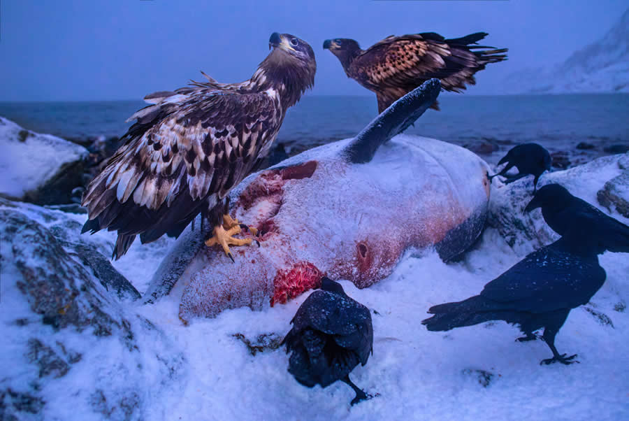 European Wildlife Photographer of the Year: Birds, Runner-Up: "At the top of the food chain" by Audun Rikardsen